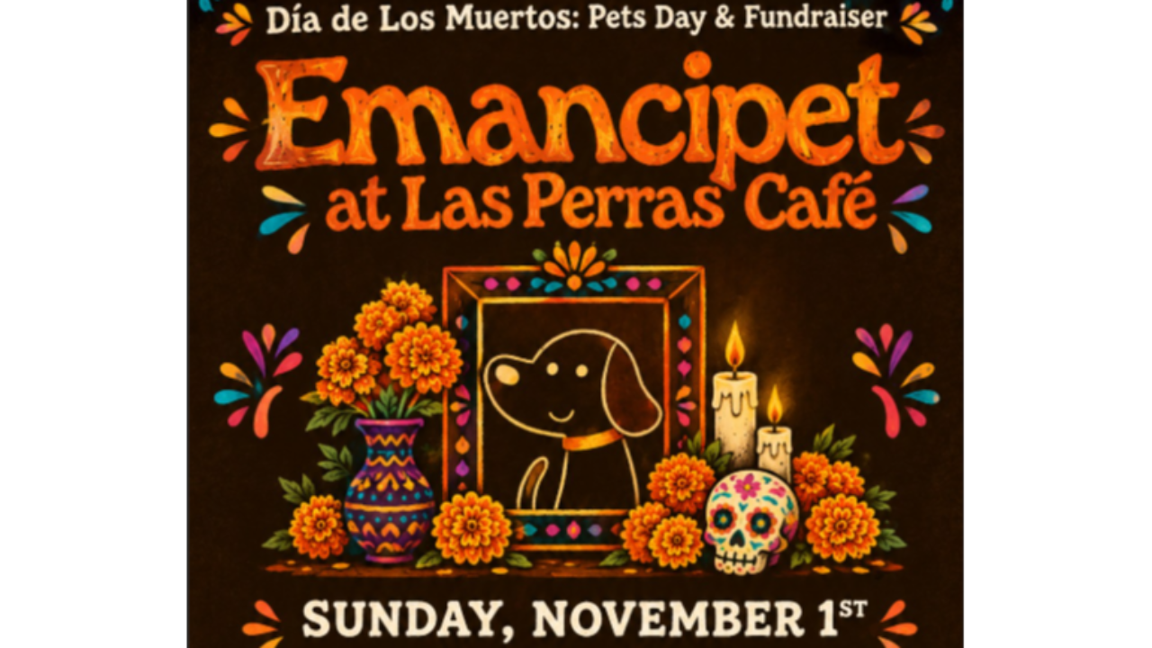 Dia de Los Muertos Pet Celebration! 